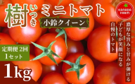 《先行予約》【定期便2ヶ月】樹（いつき）ミニトマト（小鈴クイーン）1kg 1セット 新鮮野菜 フルーツ 旬 サラダ デザート お弁当 朝食 料理用 そのまま食べる おうちごはん お取り寄せ 産地直送 贈り物 手土産 愛知県 豊橋市