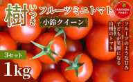 《先行予約》樹（いつき）フルーツミニトマト（小鈴クイーン）1kg 3セット 甘い野菜 デザート感覚 おやつ スイーツ感覚 サラダ用 そのまま食べる 旬 家庭用 贈り物 日々の食卓 お取り寄せ 産地直送 愛知県 豊橋市