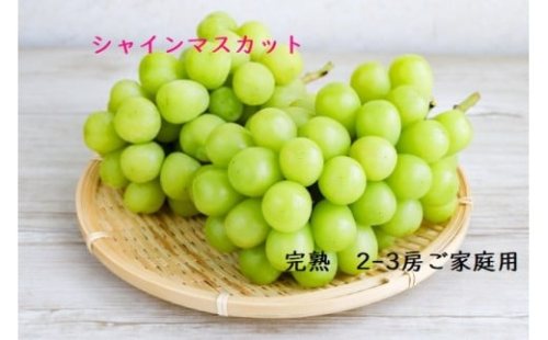 U-14　シャインマスカット　２～３房　1kg～1.2kg 2699144 - 兵庫県たつの市