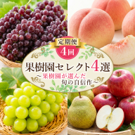 【定期便4回】果樹園セレクト４選 果樹園が選んだ、旬の自信作 FY26-183