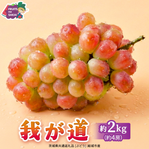 我が道 約2kg （約4房）【2026年8月より発送開始】（茨城県共通返礼品 [ぶどう]：結城市産） ぶどう ブドウ 葡萄 我が道 黒ぶどう 皮ごと 高級 国産 ふるさと納税 [FC20-NT] 2699239 - 茨城県つくばみらい市