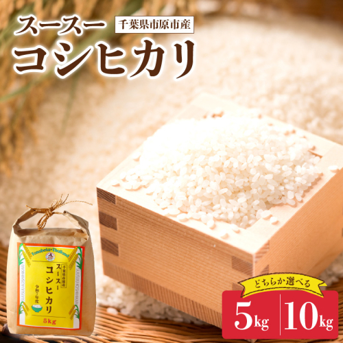 【選べる内容量】令和7年産 千葉県市原市産 コシヒカリ（5kg／10kg） 2699415 - 千葉県市原市