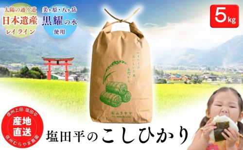 こしひかり 5kg 米 塩田平の「晴米」 コシヒカリ こしひかり 精米 2699597 - 長野県上田市