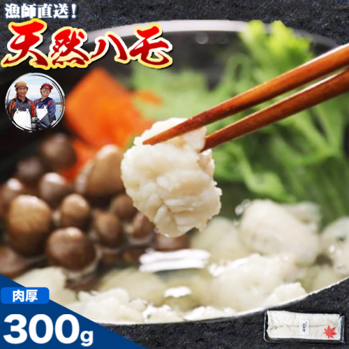 産地直送！ハモ 肉厚ハモ 300g《7月上旬-9月末頃出荷予定》熊本県 葦北郡 津奈木町 平国丸 旬 旬の魚 鰻 鱧 湯引き 天ぷら 新鮮 肉厚 2699748 - 熊本県津奈木町