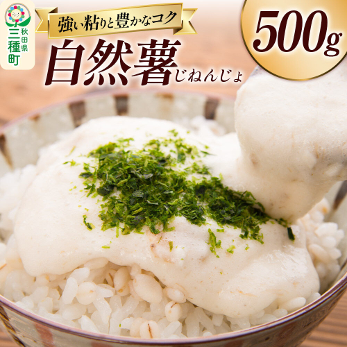 自然薯 500g 秋田県山本郡三種町産 山芋 [山芋 自然薯 とろろ 国産] 2699906 - 秋田県三種町