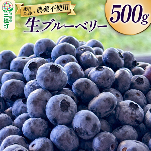 ブルーベリー 500g 秋田県山本郡三種町産 [鮮度抜群 生 ブルーベリー スイーツ ビタミン 食物繊維 ヨーグルト サラダ フルーツ 果物 国産] 2699917 - 秋田県三種町