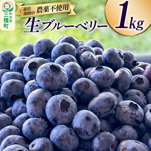 ブルーベリー 1kg 秋田県山本郡三種町産 [鮮度抜群 生 ブルーベリー スイーツ ビタミン 食物繊維 ヨーグルト サラダ フルーツ 果物 国産] 2699918 - 秋田県三種町