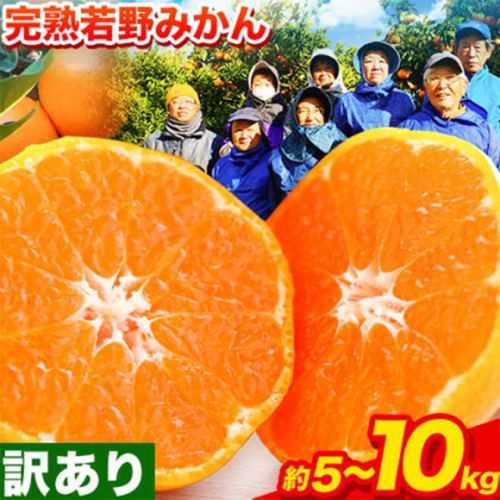 訳あり みかん 5kg 10kg 完熟 若野みかん 約5kg 約10kg サイズ混合 圦本農園 《11月下旬-12月中旬頃出荷》和歌山県 日高川町 送料無料 訳ありみかん 10キロ 5キロ わけありみかん わけあり 若野 みかん ミカン 柑橘 完熟 フルーツ 果物 お取り寄せフルーツ 2700006 - 和歌山県日高川町
