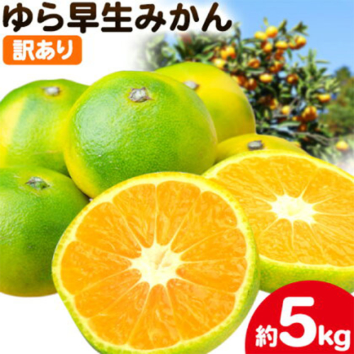 訳あり ゆら早生みかん 5kg 圦本農園 《10月上旬-11月上旬頃出荷》和歌山県 日高川町 送料無料 訳ありみかん 5キロ わけありみかん わけあり 早生 みかん ミカン 柑橘 フルーツ 果物 2700007 - 和歌山県日高川町