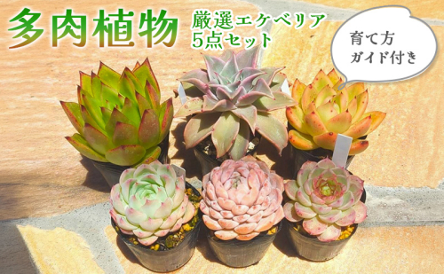 多肉植物　厳選エケベリア5点セット(育て方ガイド付き) 2700719 - 滋賀県米原市