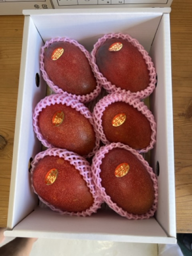 アップルマンゴー（2kg）優　4～6玉 I マンゴー アーウィン 嘉数マンゴー 1kg 2kg 家庭 用 フルーツ 果物 沖縄県 南城市 ふるさと納税 2703079 - 沖縄県南城市