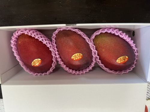 アップルマンゴー（1kg）優　2～4玉 I マンゴー アーウィン 嘉数マンゴー 1kg 2kg 家庭 用 フルーツ 果物 沖縄県 南城市 ふるさと納税 2703080 - 沖縄県南城市
