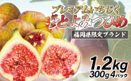 【令和8年度産】【先行予約】福岡県産 とよみつひめ 1.2kg(300g×4パック) [M1015] 福岡県ブランドいちじく福岡県限定 果肉 上品 甘い なめらか食感 糖度17度 フルーツ 果物