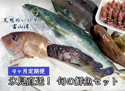 天然のいけす 富山湾 氷見漁港 旬の鮮魚セット定期便9ヶ月連続 配送地域限定 Au Pay ふるさと納税