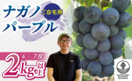 ご自宅用ナガノパープル2kg【春の日ぶどう園】※2026年9月中旬以降順次発送｜先行受付 長野 家庭用 人気 ぶどう フルーツ 果物 おすすめ 種無し 皮ごと 大粒