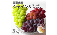08-10-055 ぶどう シャインマスカット&マイハート&富士の輝約1.8kg (各500g〜600g)
