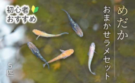 めだか おまかせラメセット(5匹) メダカ 飼育 生体 観賞魚 魚 ペット おまかせ ミックス おすすめ 水槽 インテリア 生物 鑑賞 熱帯魚 アクアリウム 熱帯 淡水魚 243011