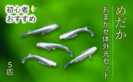 めだか おまかせ体外光セット(5匹) メダカ 飼育 生体 観賞魚 魚 ペット おまかせ ミックス おすすめ 水槽 インテリア 生物 鑑賞 熱帯魚 アクアリウム 熱帯 淡水魚 243012
