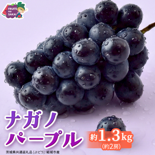 ナガノパープル 約1.3kg （約2房）【2026年8月より発送開始】（茨城県共通返礼品 [ぶどう]：結城市産） ぶどう ブドウ 葡萄 ナガノパープル 種なし 皮ごと 高級 国産 黒ぶどう 旬 お取り寄せ フルーツ 希少品種 デザート [FC21-NT] 2704957 - 茨城県つくばみらい市