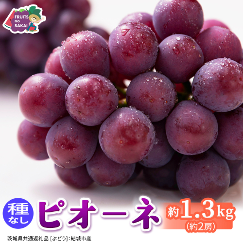 ピオーネ 約1.3kg （約2房）【2026年8月より発送開始】（茨城県共通返礼品 [ぶどう]：結城市産） ぶどう ブドウ 葡萄 ピオーネ高級 国産 黒ぶどう 旬 お取り寄せ フルーツ 希少品種 デザート [FC63-NT] 2704996 - 茨城県つくばみらい市
