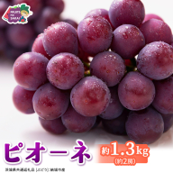ピオーネ 約1.3kg (約2房)[2026年8月より発送開始](茨城県共通返礼品 [ぶどう]:結城市産) ぶどう ブドウ 葡萄 ピオーネ高級 国産 黒ぶどう 旬 お取り寄せ フルーツ 希少品種 デザート [FC63-NT]
