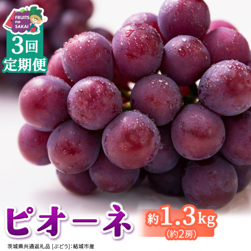 【定期便】3か月連続でお届け！ピオーネ 約1.3kg （約2房）【2026年8月より発送開始】（茨城県共通返礼品 [ぶどう]：結城市産） ぶどう ブドウ 葡萄 ピオーネ高級 国産 黒ぶどう 旬 お取り寄せ フルーツ 希少品種 デザート [FC66-NT]

 2705006 - 茨城県つくばみらい市