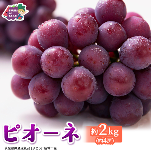 ピオーネ 約2kg （約4房）【2026年8月より発送開始】（茨城県共通返礼品 [ぶどう]：結城市産） ぶどう ブドウ 葡萄 ピオーネ高級 国産 黒ぶどう 旬 お取り寄せ フルーツ 希少品種 デザート [FC64-NT] 2705008 - 茨城県つくばみらい市