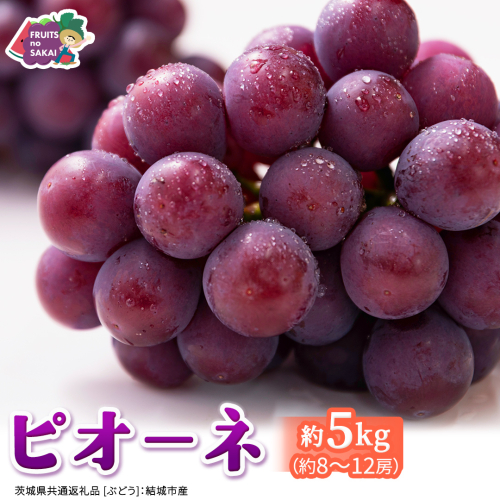 ピオーネ 約5kg （約8～12房）【2026年8月より発送開始】（茨城県共通返礼品 [ぶどう]：結城市産） ぶどう ブドウ 葡萄 ピオーネ高級 国産 黒ぶどう 旬 お取り寄せ フルーツ 希少品種 デザート [FC65-NT] 2705009 - 茨城県つくばみらい市