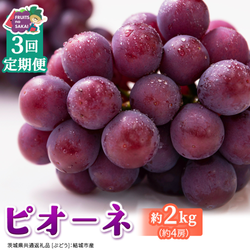 【定期便】3か月連続でお届け！ピオーネ 約2kg （約4房）【2026年8月より発送開始】（茨城県共通返礼品 [ぶどう]：結城市産） ぶどう ブドウ 葡萄 ピオーネ高級 国産 黒ぶどう 旬 お取り寄せ フルーツ 希少品種 デザート [FC67-NT] 2705010 - 茨城県つくばみらい市