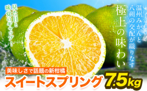 スイートスプリング 7.5kg 熊本県産 送料無料 旬 の みかん 熊本産 取り寄せ (3L～Sサイズ/3L-S混合) 《12月下旬～1月下旬出荷》熊本県 津奈木町 柑橘 希少品種 スイートスプリング 柑橘 果物 スイスプ 旬 の みかん 柑橘 温州みかん 2705703 - 熊本県津奈木町