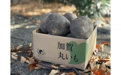 【先行予約】能美市特産品加賀丸いも 3kg 2705718 - 石川県能美市