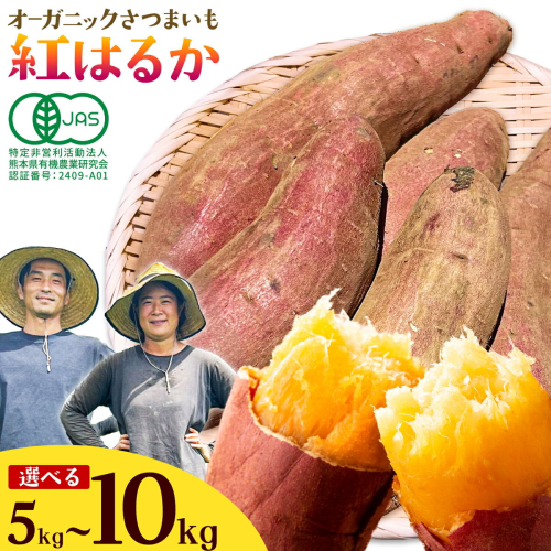 有機JAS認定 紅はるか  選べる 5kg 10kg 農園ベルの樹《12月上旬-3月下旬頃出荷》熊本県 南阿蘇村 さつまいも オーガニック 有機栽培 薩摩芋 2706056 - 熊本県南阿蘇村