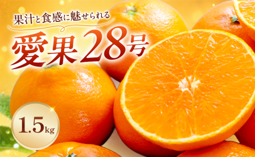 愛果28号家庭用 約1.5kg サイズお任せ　愛媛県東温市産愛果28号 東温市産 「 紅まどんな 」の同一品種（品種名： 愛媛果試28号 ） 今が旬 農園直送 みかん 人気 数量限定 先行予約 愛媛みかん かんきつ 愛媛県 2706148 - 愛媛県東温市