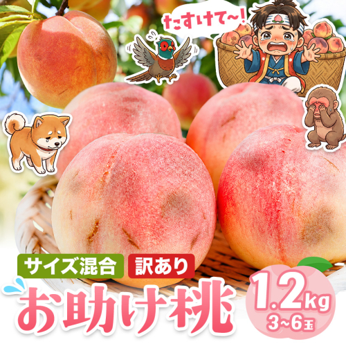桃 お助け桃 サイズ不選別 訳あり 約1.2kg (3玉-6玉)《6月下旬-8月末頃出荷》【配送不可地域あり】 岡山県 浅口市 もも モモ 果物 青果物 くだもの フルーツ フードロス わけあり ご家庭用 2706491 - 岡山県浅口市