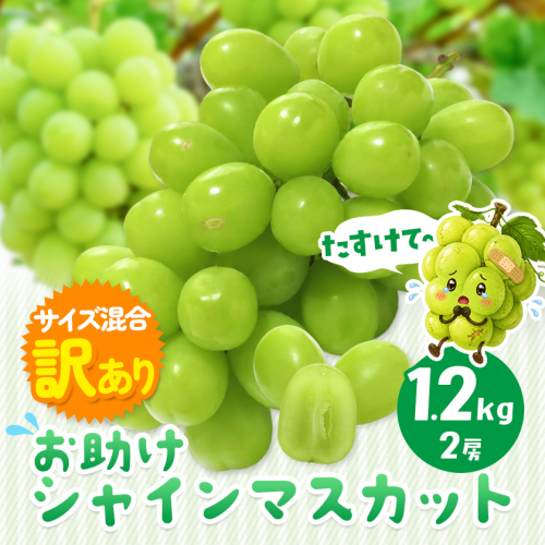 訳あり お助けシャインマスカット 約1.2kg《9月上旬-10月上旬頃出荷》【配送不可地域あり】 岡山県 浅口市 シャインマスカット ご家庭用 2706492 - 岡山県浅口市