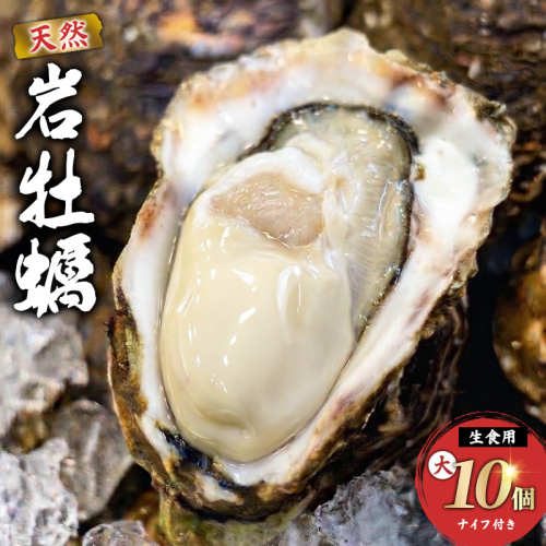 《ナイフ付》 生食用 殻付き 象潟産 天然 岩牡蠣 10個 約3kg 300～400g/個 直径10cm 岩ガキ 冷蔵 濃厚 新鮮 殻剥きナイフ付 贈り物 ギフト お取り寄せ 日本海 産地直送 秋田県 にかほ市 マルイチ水産 2707138 - 秋田県にかほ市
