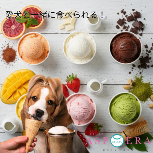 【愛犬と一緒に楽しむ】 贅沢 ジェラート 12個 セット 詰め合わせ 無添加 (季節のジェラート6個 ＆ わんちゃん専用6個) 015B657 2707193 - 大阪府泉佐野市