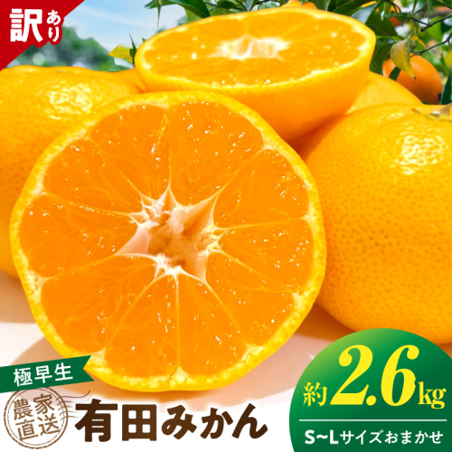 《2026年11月上旬～11月中旬頃までに順次発送予定》【2026年先行予約】【数量限定】有田みかん 極早生 約2.6kg 訳あり_TR1001 2707771 - 和歌山県湯浅町