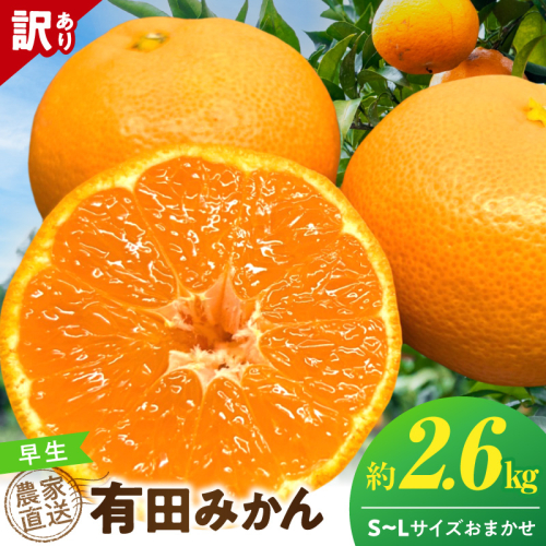 《2026年12月上旬～12月下旬頃までに順次発送予定》【2026年先行予約】【数量限定】有田みかん 早生 約2.6kg 訳あり_TR1004 2707772 - 和歌山県湯浅町