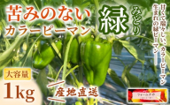 【1kg】カラーピーマン（緑）
