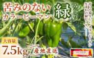 【7.5kg】カラーピーマン（緑）