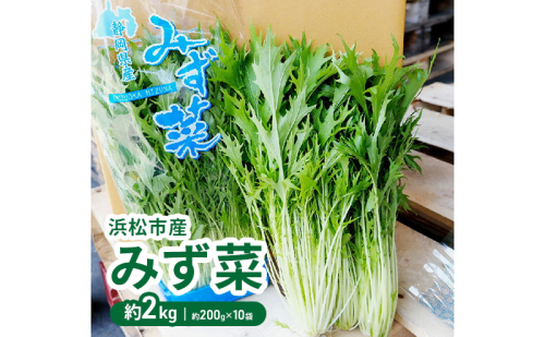 浜松市産 みず菜 約2kg（約200g×10袋）水菜 サラダ 野菜 キョウナ 京菜 ヒイラギナ 柊菜 センスジナ 千筋菜 静岡 浜松市【配送不可：離島】 2708633 - 静岡県浜松市