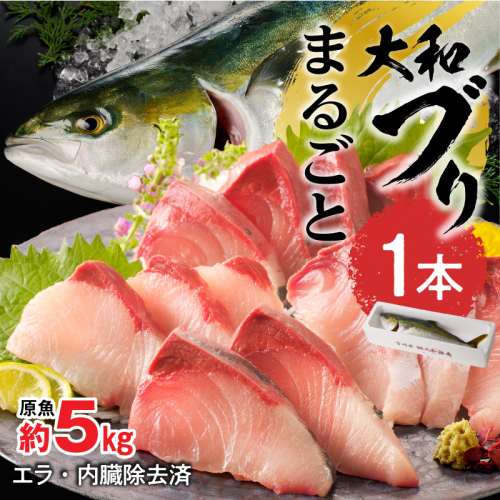 まるごと一本！大和ブリ 原魚約5kg N072-YC816 2709019 - 宮崎県延岡市