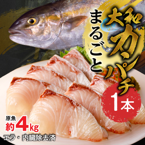 まるごと一本！大和カンパチ 原魚約4kg N072-YC817 2709021 - 宮崎県延岡市