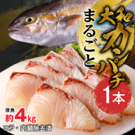 まるごと一本！大和カンパチ 原魚約4kg N072-YC817