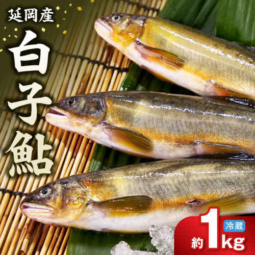 【先行予約】2026年10月下旬より発送開始【冷蔵】白子鮎 約１kg N070-YA3389-1 2709563 - 宮崎県延岡市
