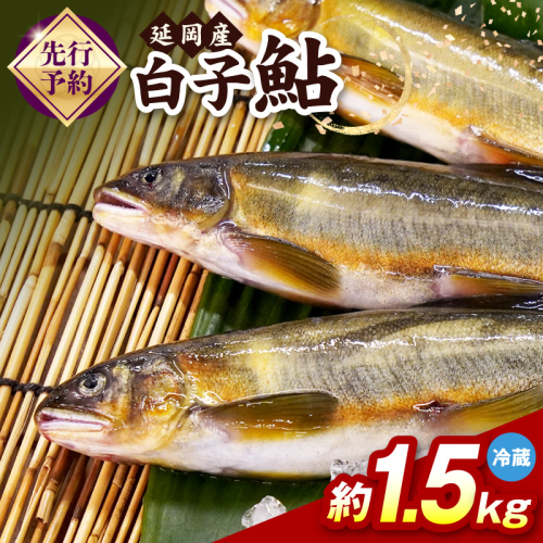 【先行予約】2026年10月下旬より発送開始【冷蔵】白子鮎約1.5kg N070-YA865-1 2709566 - 宮崎県延岡市