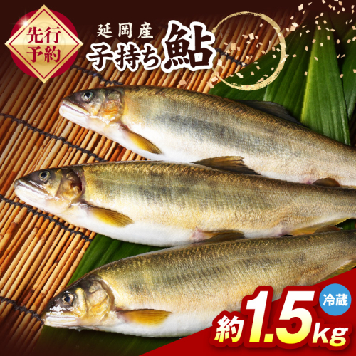 【先行予約】2026年10月下旬より発送開始【冷蔵】子持ち鮎約1.5kg N070-YB1106-1 2709569 - 宮崎県延岡市