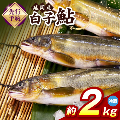 【先行予約】2026年10月下旬より発送開始【冷蔵】白子鮎約2kg N070-YB358-1 2709572 - 宮崎県延岡市