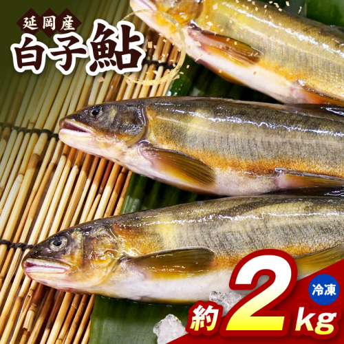 【冷凍】白子鮎約2kg N070-YB358-2 2709574 - 宮崎県延岡市